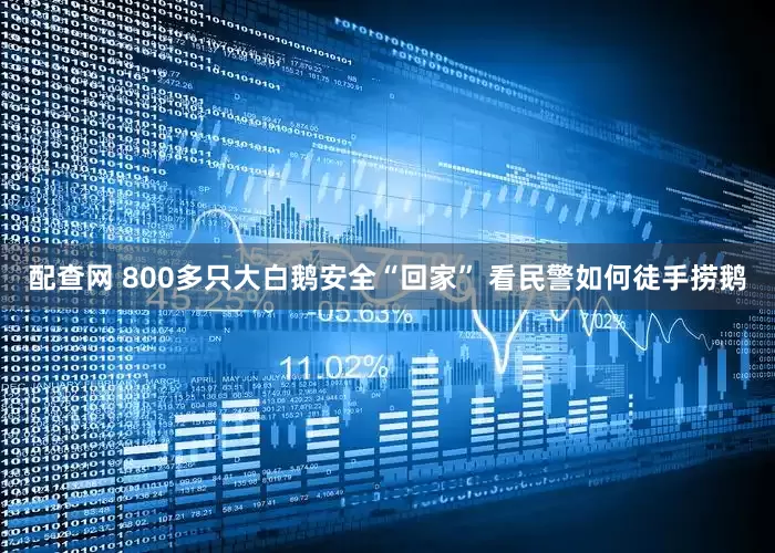 配查网 800多只大白鹅安全“回家” 看民警如何徒手捞鹅